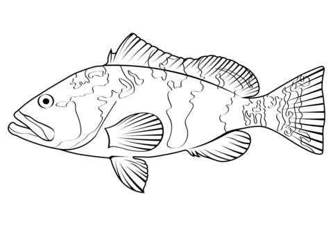 Red Grouper (Epinephelus Morio) Coloring Page